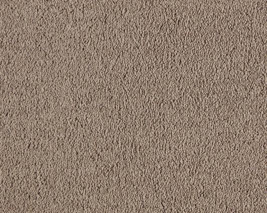 260 Camel – Boheme
