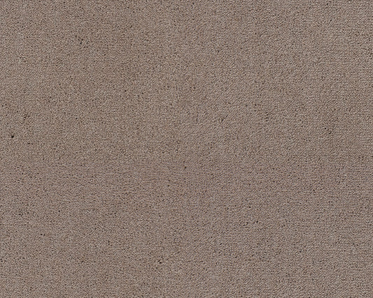 261 Camel 1 – Celeste