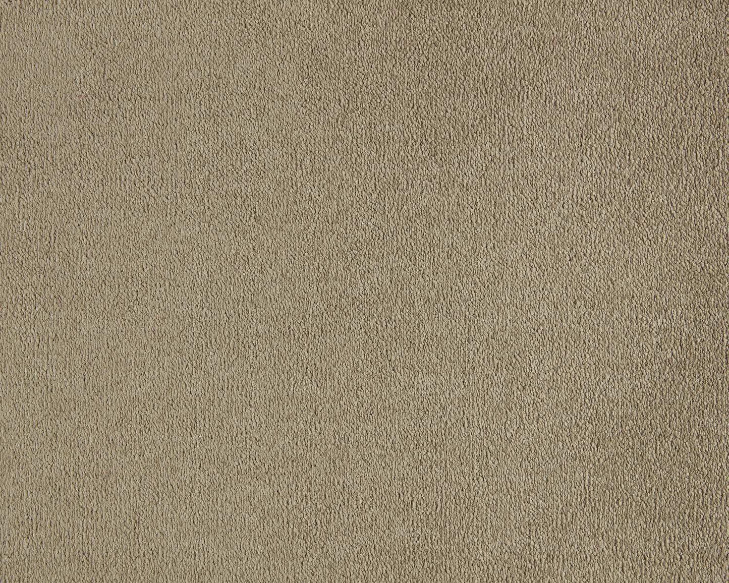 260 Camel – Lior
